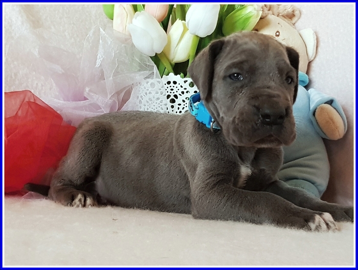 Litter Q - 3 weeks